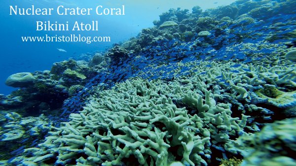 Corals growing in nuclear bomb crater Bikini Atoll.